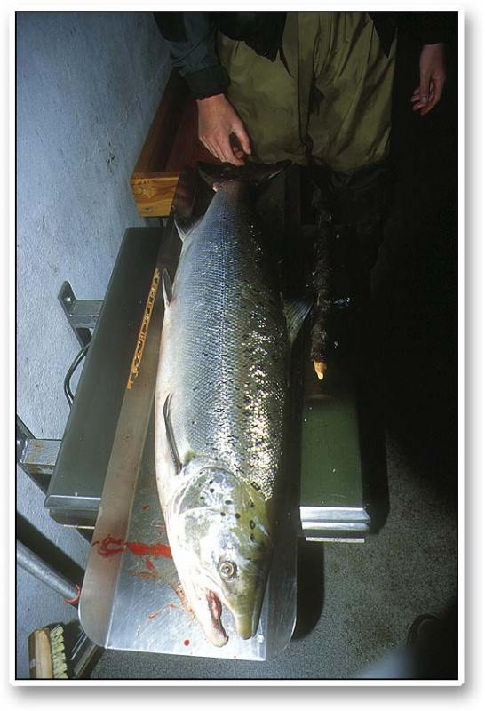 On the scale - Most salmon caught in high season are kept. The ritual of carrying the large fish along the stream to the shack where weighing, registration and cleaning takes place is a highlight for many fishers.<BR>
In the evening fishers will gather in the shack to read the reports, see the fish and chat.