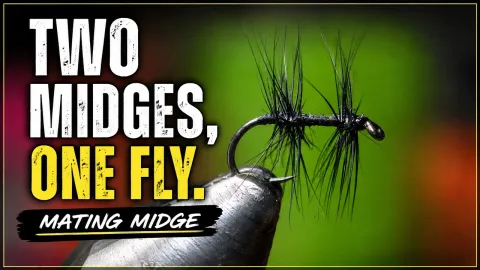 Video thumb for The Mating Midge