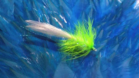 Video thumb for Crystal Shrimp