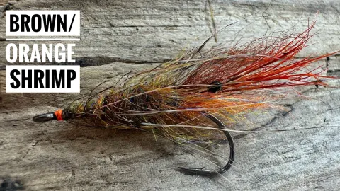 Video thumb for Orange/brown Shrimp