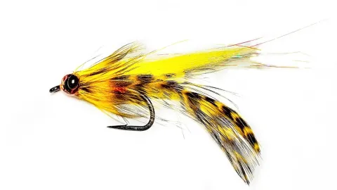 Video thumb for Baitfish PhD