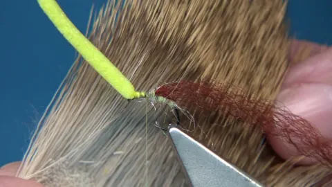 Video thumb for Egg Laying Balloon Caddis