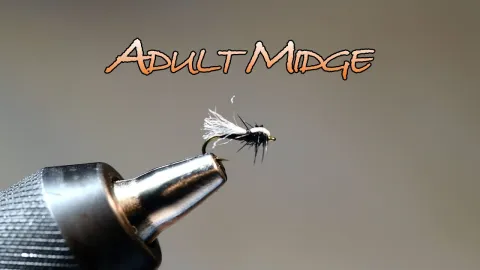 Video thumb for Adult Midge