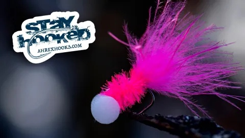 Video thumb for Pink Booby