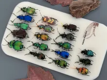 Foam beetle flies