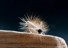 Caterpillar with a foam body