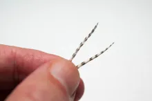Hackle tips