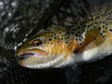 A Newkt trout