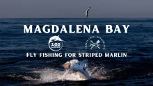 Video thumb for Fly Fishing for Striped Marlin