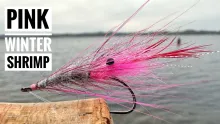 Video thumb for Pink Winter Shrimp