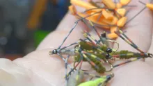 Video thumb for Tying 18 Flies for My Next Fly Fishing Class