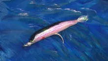 Video thumb for Floating Mylar Minnow