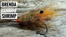 Video thumb for Brenda Rainbow Shrimp