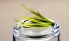 Chartreuse Mallard Stube