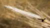 Copper Clouser
