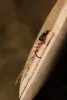 The One Ribbon Nymph