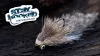 Video thumb for Chinchilla Sculpin Slider