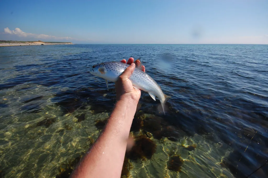 A small late spring fish