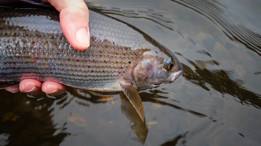 Grayling