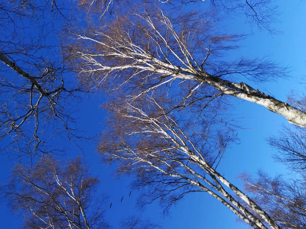 Blue sky, birch trees