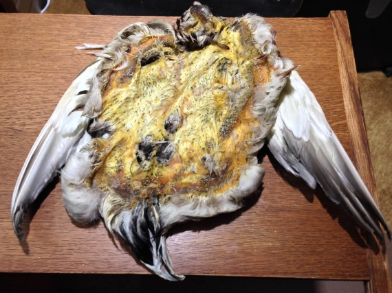 Clean skin side Clean skin side