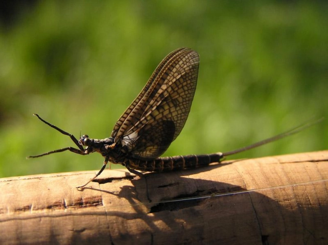 Mayfly Mayfly