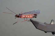 Salmon fly Salmon fly