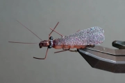 Salmon fly, top view Salmon fly, top view