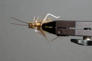 Hopper, dorsal view Hopper, dorsal view