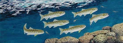 Youngsters Youngsters