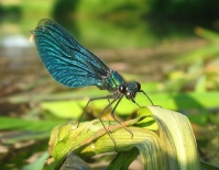 Damsel Damsel