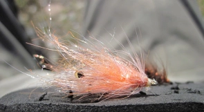 Bonde's Mini Pig Bonde's Mini Pig