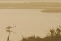 Heron searching for breakfast on foggy morning Heron searching for breakfast on foggy morning