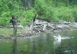 Leaping Pike Leaping Pike