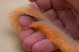 Short haired rabbit, but wide skin Short haired rabbit, but wide skin