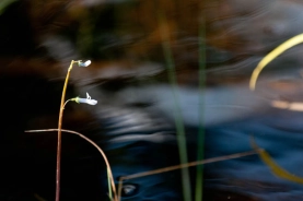 Water Lobelia Water Lobelia