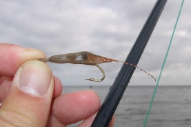 Telltale signs Telltale signs