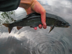 Grayling Grayling