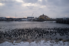 Bird in the winter harbor Bird in the winter harbor