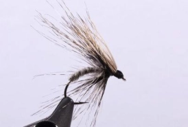 The Bat Fly The Bat Fly