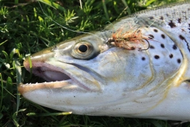 The quarry The quarry