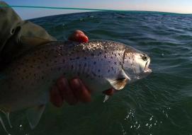Sea trout love it Sea trout love it