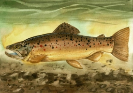 Brown Trout Brown Trout