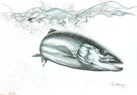 Salmon Salmon