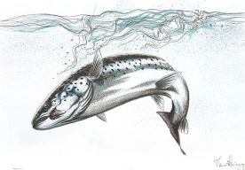 Sea trout Sea trout
