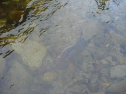 Grayling feeding Grayling feeding