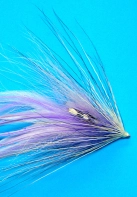 Eye of the cephalopod Eye of the cephalopod