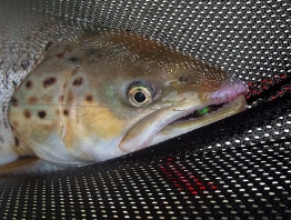 Terror regime Terror regime