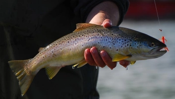 Nice autumn fish Nice autumn fish