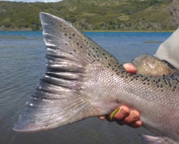 Massive fish Massive fish